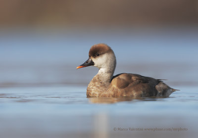 Red-crested Pochard - Netta rufina