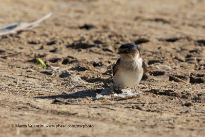 Tree Martin - Petrochelidon nigricans