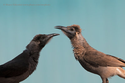 Little Friarbird - Philemon citreogularis