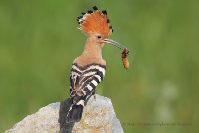 Hoopoe - Upupa epops