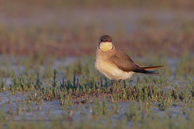 Collared pratincole - Glareola pratincola