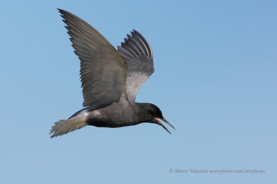 Black tern - Chlidonias niger