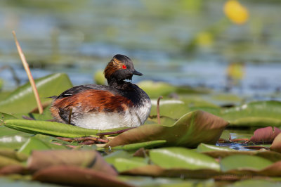 Black-necked greebe - Podiceps nigricollis