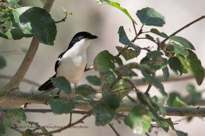 Swamp Boubou - Laniarius bicolor