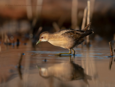 Little crake - Porzana parva