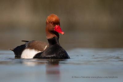 Red-crested Pochard - Netta rufina