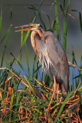 Purple heron - Ardea purpurea