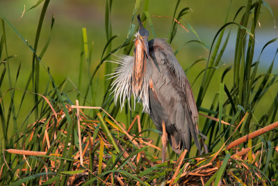 Purple heron - Ardea purpurea