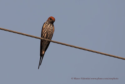 Lesser striped swallow - Cecropis abyssinica