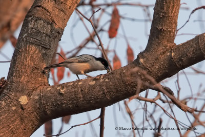 Black-backed Puffback - Dryoscopus cubla