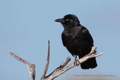 Little Crow - Corvus bennetti