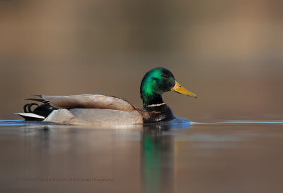 Mallard - Anas plathyrynchos