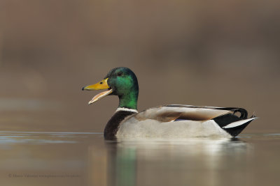 Mallard - Anas plathyrynchos