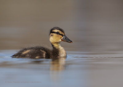 Mallard - Anas plathyrynchos