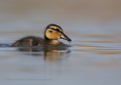 Mallard - Anas plathyrynchos