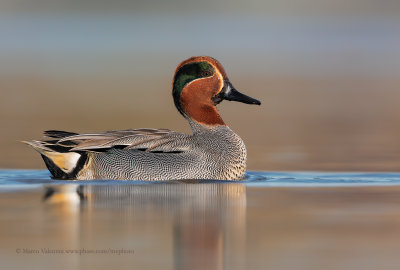 Common teal - Anas crecca