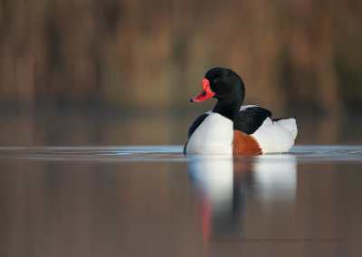 Shelduck - Tadorna tadorna