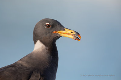 Hemprich's gull - Larus hemprichii