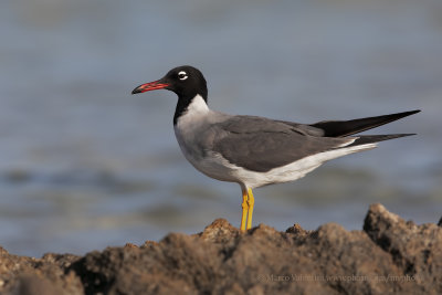 White-eyed Gull - Larus leucophtalmus