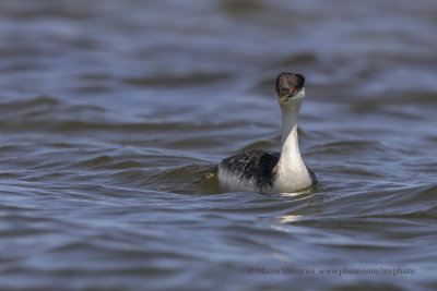 Western Grebe - Aechmophorus occidentalis