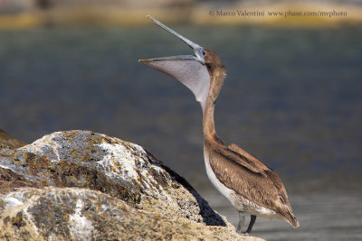 Brown pelican - Pelicanus occidentalis