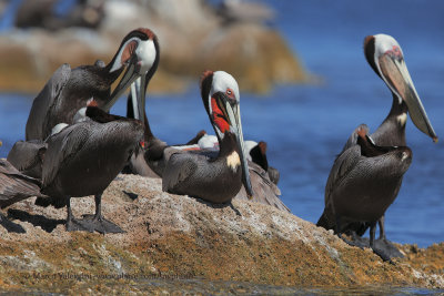 Brown pelican - Pelicanus occidentalis