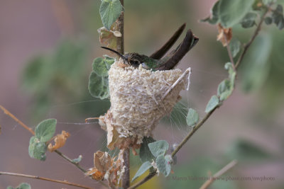 Xantus Hummingbird - Basilinna xantusii