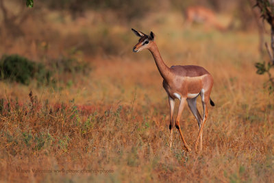 Southern gerenuk - Litocranius walleri