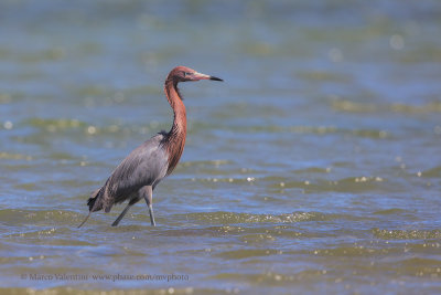 Reddish Egret - Egretta rufescens