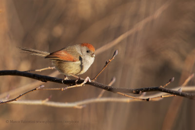 Vinous-throated Parrotbill - Paradoxornis webbianus