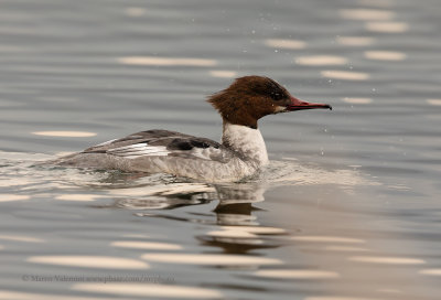 Goosander - Mergus merganser