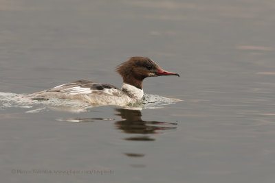 Goosander - Mergus merganser