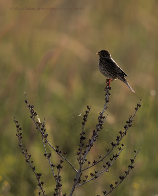 Corn bunting - Miliaria calandra