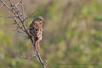 Hortolan Bunting - Emberiza hortulana