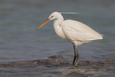 Western Reef Heron - Egretta gularis