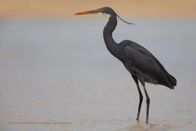 Western Reef Heron - Egretta gularis