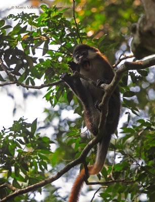 Red-tailed Monkey - Cercopithecus ascanius
