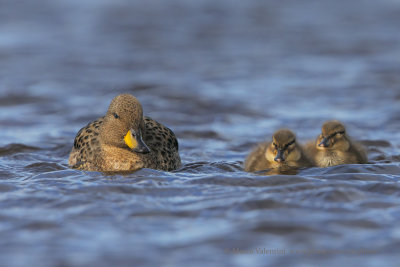 Yellow-billed Teal - Anas flavirostris