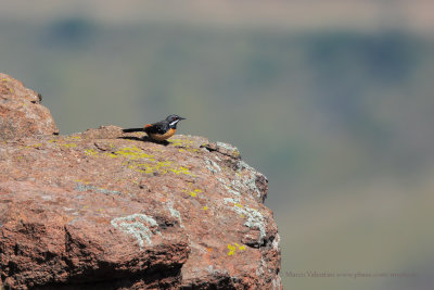 Drakensberg Rockjumper - Chaetopius aurantius