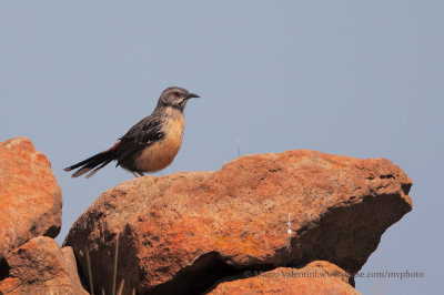Drakensberg Rockjumper - Chaetopius aurantius