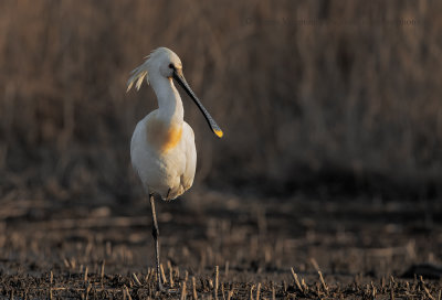 Spoonbill - Platalea leucorodia
