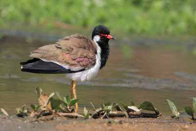 Red-wattled lapwing - Vanellus indicus