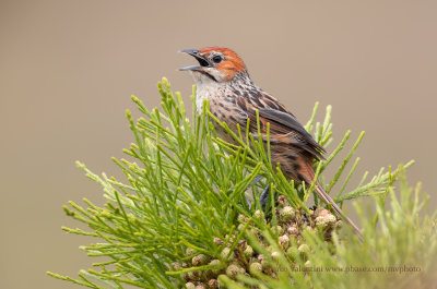 Cape grassbird - Sphenoeacus afer