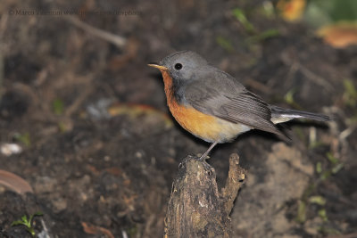 Kashmir Flycatcher - Ficedula subrubra