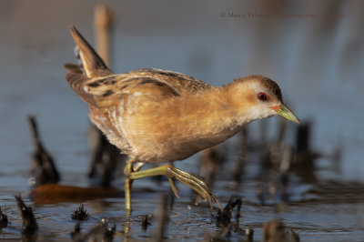 Little crake - Porzana parva