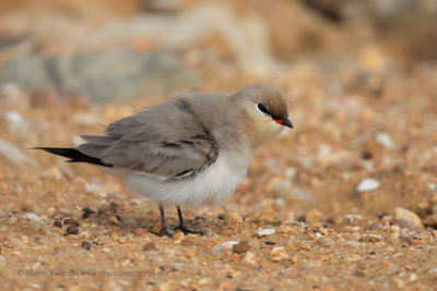 Small Pratincole - Glareola lactea