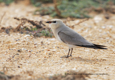 Small Pratincole - Glareola lactea
