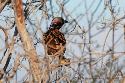 Western Bowerbird - Chlamydera guttata7J6A9312.jpg