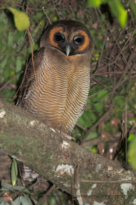 Brown Wood owl - Strix leptogrammica