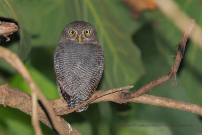 Jungle owlet - Glaucidium radiatum